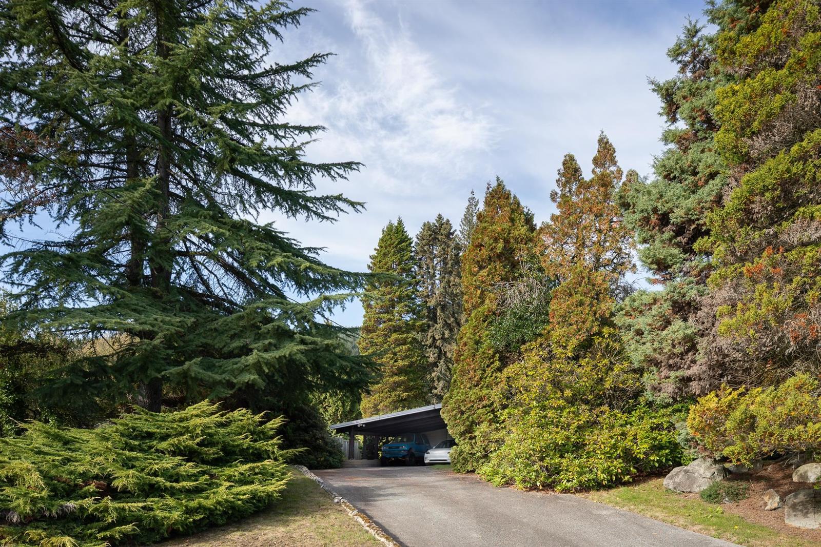 The driveway curving in under tall firs to the carport.