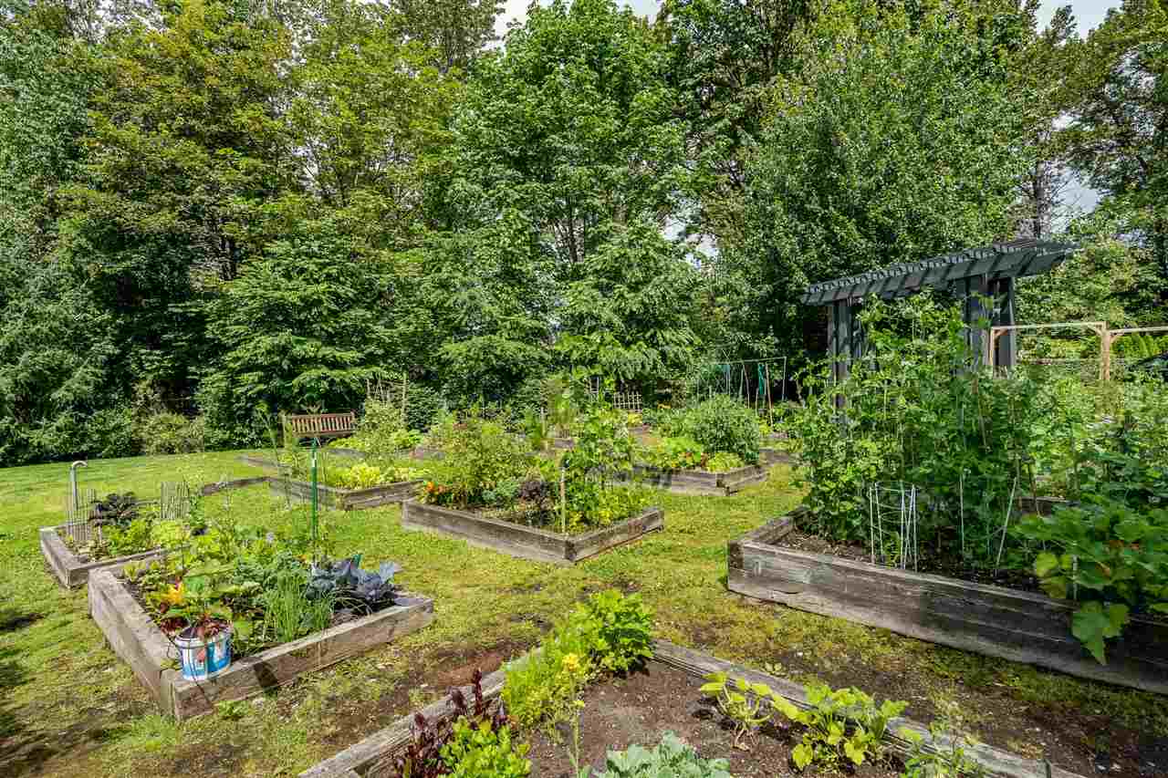 The garden beds with the greenbelt standing behind them.