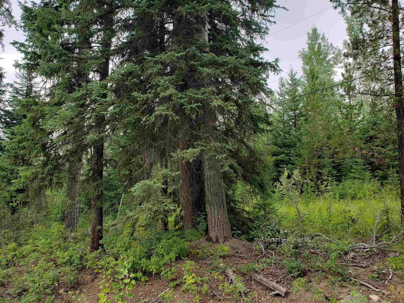 The lot seen from Timothy Lake Road, tall spruce and pine along the frontage with a hydro line running past and green undergrowth at their feet.